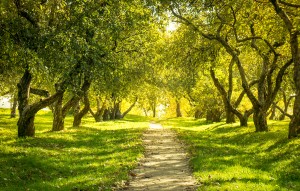 hynotherapy blackburn depression anxiety phobia